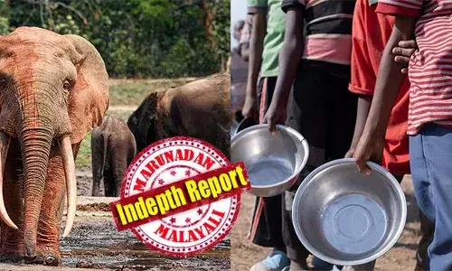 പട്ടിണി മാറ്റാന്‍ ആനകളെയും ഹിപ്പോകളെയും കൊന്നുതിന്നാന്‍ നമീബിയ; ഭക്ഷണത്തിന് പകരം ഇവിടെ വിവാഹം; മരീച്ചിനിയില തിന്നുന്ന മഡഗാസ്‌ക്കര്‍; എല്‍നിനോയില്‍പെട്ട് ആഫ്രിക്ക പുല്ലു തിന്നുമ്പോള്‍!