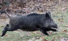 കൃഷി നശിപ്പിച്ച കാട്ടുപന്നിയെ വെടിവച്ചു കൊന്നു; വള്ളിക്കുന്ന് ഗ്രാമപഞ്ചായത്ത് രണ്ടാം വാര്‍ഡില്‍ പന്നിയെ കൊന്നത് പഞ്ചായത്ത് നിയോഗിച്ച ഷൂട്ടര്‍മാര്‍