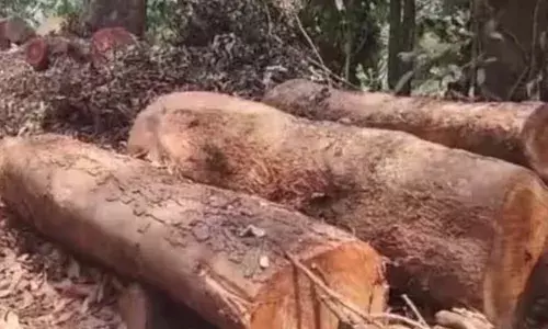 അനുമതി വാങ്ങാതെ വെട്ടിമാറ്റിയത് 73 മരങ്ങള്‍; തലപ്പുഴ മരം മുറി കേസില്‍ രണ്ട് വനം വകുപ്പ് ഉദ്യോഗസ്ഥരെ സസ്പെന്‍ഡ് ചെയ്തു