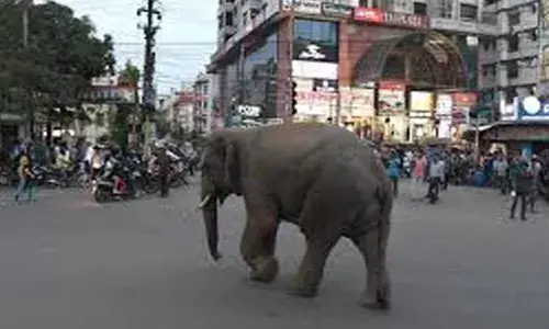അയല്‍സംസ്ഥാനങ്ങളില്‍നിന്ന് നാട്ടാനകളെ കൊണ്ടു വരരുത്; വിലക്കി ഹൈക്കോടതി