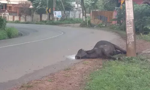ലോറി ഉടമ വീട്ടിലെ പോത്തിനെ കെട്ടിയിട്ടത് ലോറിക്ക് പിന്നില്‍; വിവരം അറിയാതെ ഡ്രൈവര്‍ ലോറി ഓടിച്ചു പോയി; ഒന്നര കിലോമീറ്ററോളം റോഡില്‍ വലിച്ചിഴയ്ക്കപ്പെട്ട പോത്ത് ചത്തു