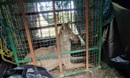 ഉത്തര്‍പ്രദേശില്‍ വീണ്ടും ചെന്നായയുടെ ആക്രമണം; 11 കാരിക്ക് ഗുരുതര പരിക്ക്: ആറാമത്തെ ചെന്നായക്കായി തിരച്ചില്‍