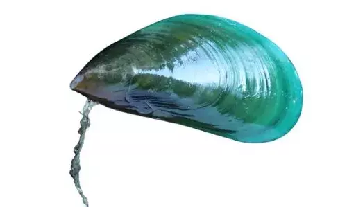 രോഗബാധ തടയാം, ഉല്‍പാദനം കൂട്ടാം; കല്ലുമ്മക്കായയുടെ ജനിതക രഹസ്യം കണ്ടെത്തി സിഎംഎഫ്ആര്‍ഐ