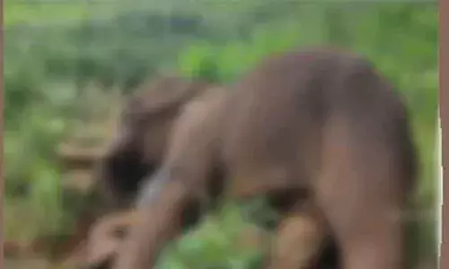 ളാഹയില്‍ ചരിഞ്ഞത് വെടിയേറ്റ കാട്ടാന? സ്ഥിരീകരിക്കാതെ വനം വകുപ്പ്; പോസ്റ്റ്‌മോര്‍ട്ടം നിര്‍ണ്ണായകമാകും