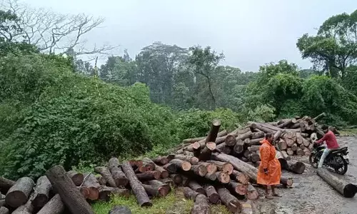 അട്ടപ്പാടിയില്‍ വ്യാപകമായി മരം മുറിച്ചു കടത്തുന്നുവെന്ന് പരാതി; അന്വേഷണം തുടങ്ങി