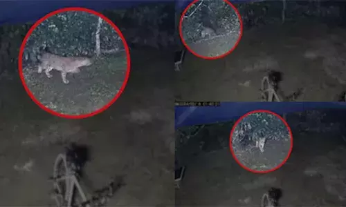 തൃശൂര്‍ മുപ്ലിയില്‍ പുലിയിറങ്ങി; കടുത്ത ഭീതിയില്‍ നാട്ടുകാര്‍, പുലിയുടെ ദൃശ്യങ്ങള്‍ പുറത്ത്