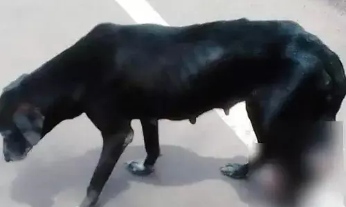 കൊടുംവേദന സഹിച്ച് ഇഴഞ്ഞുനീങ്ങിയ തെരുവുനായക്ക് രക്ഷകനായി സുരേഷ് ഗോപി; കണ്ണൂരിലെ ആശുപത്രിയിലെത്തിച്ച് അടിയന്തര ശസ്ത്രക്രിയ