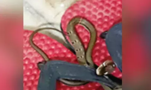 കണ്ണൂര്‍ ഗവ. മെഡിക്കല്‍ കോളേജില്‍ നവജാതശിശുക്കളുടെ ഐസിയുവില്‍ വിഷപാമ്പ്; പരിഭ്രാന്തരായി ബഹളം വെച്ച് രോഗികള്‍