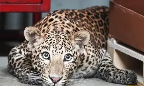 ഇലക്ട്രോണിക് സിറ്റിയില്‍ പുള്ളിപ്പുലി ഇറങ്ങി; തിരച്ചില്‍ ഊര്‍ജിതമാക്കി പ്രത്യേക ദൗത്യസേന