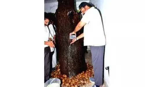 ഈ മാവിനെ ഞാന്‍ പാട്ടുമാവെന്ന് വിളിക്കും; യേശുദാസിന്റെ തറവാട് സന്ദര്‍ശിച്ച് സുരേഷ് ഗോപി; വീഡിയോ കോളില്‍ യേശുദാസുമായി സംഭാഷണവും