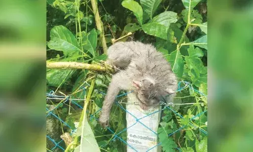 കുരങ്ങന്റെ തല കമ്പിവേലിയില്‍ കുടുങ്ങി; മൂന്ന് മണിക്കൂറിന് ശേഷം രക്ഷപ്പെടുത്തി