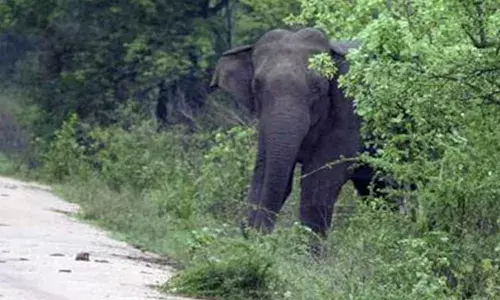 മൂന്നാറിലും മറയൂരിലും കാട്ടാന ആക്രമണം; നാലു പേര്‍ക്ക് പരിക്കേറ്റു: 58കാരിയുടെ കാല്‍ കുത്തിക്കീറി ഒറ്റക്കൊമ്പന്‍: കാല്‍പാദം മുതല്‍ തുട വരെ പിളര്‍ന്ന നിലയില്‍
