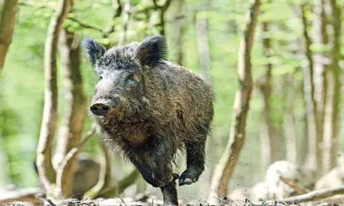 കാട്ടുപന്നി ശല്യം; വെടിവയ്ക്കാന്‍ വൈദഗ്ധ്യമുള്ളവരെ ഉള്‍പ്പെടുത്തി പ്രത്യേക സ്‌ക്വാഡുകള്‍