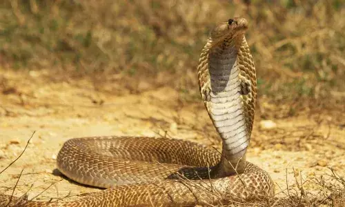 പാമ്പ് കടിയേറ്റ് അവശനായി റോഡിൽ യുവാവ്; മദ്യപിച്ച് ഫിറ്റായതെന്ന് കരുതി പോലീസ്; പിന്നാലെ കസ്റ്റഡിയിലെടുത്ത 23കാരന് ദാരുണാന്ത്യം; പോലീസിനെതിരെ പരാതിയുമായി ബന്ധുക്കൾ