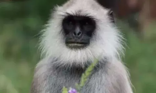 വീണ്ടും ചാട്ടം: തിരുവനന്തപുരം മൃഗശാലയില്‍ നിന്ന് വീണ്ടും ഹനുമാന്‍ കുരങ്ങുകള്‍ ചാടിപ്പോയി; രക്ഷപ്പെട്ടത് മൂന്നെണ്ണം, പരിസരത്ത് തന്നെയുണ്ടെന്ന് അധികൃതര്‍