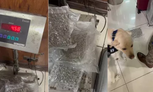 കണ്ടാല്‍ ചോക്ലേറ്റും മറ്റുഭക്ഷ്യ വസ്തുക്കളും; കസ്റ്റംസ് ഡോഗ് സ്‌ക്വാഡിലെ ജാനുവിന് സംശയം; നെടുമ്പാശേരിയില്‍ പിടികൂടിയത് രണ്ടുകോടിയുടെ കഞ്ചാവ്; തിരുവനന്തപുരം സ്വദേശി പിടിയില്‍