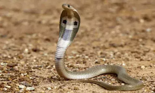 തെലങ്കാനയിൽ പോലീസ് ഉദ്യോഗസ്ഥന് പാമ്പ് കടിയേറ്റു; അപകടം രാവിലെ നടക്കാൻ ഇറങ്ങിയപ്പോൾ; നില അതീവ ഗുരുതരം