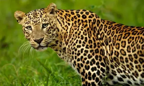 പു​ള്ളി​പ്പു​ലി​യു​ടെ ആ​ക്ര​മ​ണ​ത്തി​ൽ ക​ർ​ഷ​ക​ന് ദാരുണാന്ത്യം; ഞെട്ടൽ വിട്ടുമാറാതെ നാട്ടുകാർ; സംഭവം ഉത്തർപ്രദേശിൽ