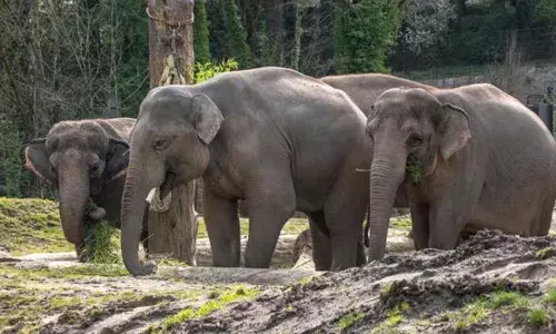 ഗവിയില്‍ രോഗിയുമായി പോയ കാര്‍ കാട്ടാനക്കൂട്ടം തകര്‍ത്തു; കാറിലുണ്ടായിരുന്ന രോഗി ഉള്‍പ്പെടെയുള്ള നാലുപേര്‍ അദ്ഭുതകരമായി രക്ഷപ്പെട്ടു