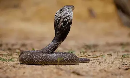 പിടിച്ച മൂർഖനെ തുറന്നുവിടുന്നതിനിടെ കടിയേറ്റു; വൊളന്റിയർ ചികിത്സക്കിടെ മരിച്ചു; അപകടം പാമ്പിനെ തുറന്നുവിടാനായി ബാഗ് തുറന്നപ്പോൾ