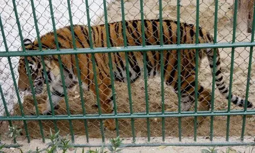 മൃഗശാലയിലെ മൃഗങ്ങളെല്ലാം ചത്തൊടുങ്ങുന്നു; പക്ഷിപ്പനി മൂലമെന്ന് അധികൃതർ; ജീവനക്കാർ നിരീക്ഷണത്തിൽ; പ്രദേശത്ത് ജാഗ്രത മുന്നറിയിപ്പ്; സംഭവം വിയറ്റ്നാമിൽ