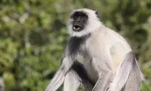 തിരുവനന്തപുരം മൃ​ഗ​ശാ​ല​യി​ല്‍​നി​ന്നും ചാടിയ മൂന്നാമത്തെ ഹ​നു​മാ​ന്‍ കു​ര​ങ്ങി​നെയും വലയിലാക്കി; ര​ണ്ടു കു​രങ്ങു​ക​ളെ കഴിഞ്ഞ ദിവസം പിടികൂടിയിരുന്നു