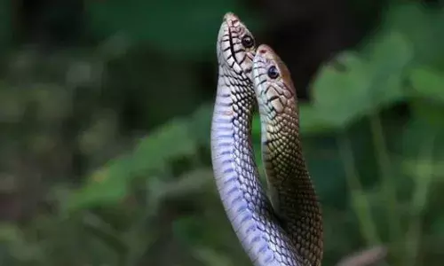 ഒക്‌ടോബർ മാസം വിഷപ്പാമ്പുകൾ ഇണചേരുന്ന കാലം; പാമ്പ് കടിയേൽക്കാനുള്ള സാദ്ധ്യത കൂടുതൽ; സംസ്ഥാനത്ത് ഒറ്റ മാസത്തിനിടെ പാമ്പ് കടിയേറ്റ് മരിച്ചത് എട്ടു പേർ മുന്നറിയിപ്പുമായി വനംവകുപ്പ്