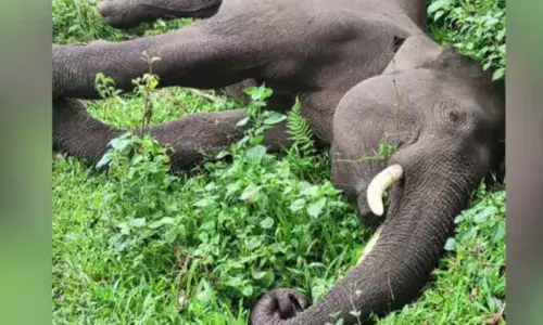 കാന്തല്ലൂരിലെ സ്വകാര്യ ഭൂമിയില്‍ കാട്ടാന ചരിഞ്ഞത് ഷോക്കേറ്റെന്ന് റിപ്പോര്‍ട്ട്;  സ്ഥലം ഉടമ ഒളിവില്‍