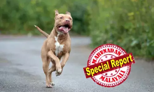 ഓമനിച്ച് കളിപ്പിക്കുന്നതിനിടെ പെട്ടെന്ന് സ്വഭാവം മാറി; പിറ്റ്ബുൾ നായ യുവാവിന്റെ ചെവി കടിച്ചുപറിച്ചു; പിന്നാലെ മണിക്കൂറുകൾ നീണ്ട ശസ്ത്രക്രിയയിലൂടെ ചെവി തിരികെ തുന്നിച്ചേർത്ത് ഡോക്ടർമാർ; ഞെട്ടൽ മാറാതെ വീട്ടുകാർ