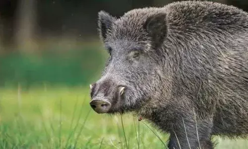 കാ​സ​ർ​ഗോ​ഡ് സ്ഫോ​ട​ക വ​സ്തു പൊ​ട്ടി​ത്തെ​റി​ച്ച് അപകടം; ഒ​രാ​ൾ​ക്ക് ഗുരുതര പരിക്ക്; അപകടമുണ്ടായത് കാ​ട്ടു പ​ന്നി​യെ പി​ടി​ക്കാ​നുള്ള കെണിയിൽ നിന്ന്
