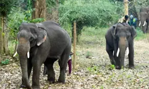 തെലുങ്ക് സിനിമാ ഷൂട്ടിംഗിന് എത്തിച്ച ആനകള്‍ തമ്മില്‍ ഏറ്റുമുട്ടി; കൊമ്പു കോര്‍ത്തത് പുതുപ്പള്ളി സാധുവും തടത്താവിള മണികണ്ഠന്‍ തമ്മില്‍; വെള്ളിത്തിരയെ വെല്ലുന്ന സംഘട്ടനം വിജയ് ദേവരകൊണ്ട ചിത്രത്തിന്റെ ഷൂട്ടിങ്ങിന് എത്തിച്ചപ്പോള്‍