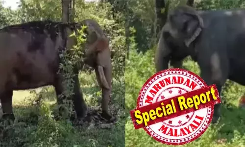 ആഘോഷങ്ങളില്‍ കാണികളെ ആവേശത്തിലാക്കും; പാപ്പാന്‍ പറയുന്നത് പോലെ ചെയ്യുന്ന അനുസരണാ ശീലം; പേടിച്ചാല്‍ കാടു കയറുന്ന പ്രകൃതം; ഗജരാജരത്‌നം കിട്ടിയ പുതുപ്പളളിയുടെ പൊന്നാമന; വിജയ് ദേവരകൊണ്ടയുടെ സെറ്റില്‍ വീണ്ടും കാടുകയറ്റം; സാധു തിരിച്ചെത്തുമ്പോള്‍