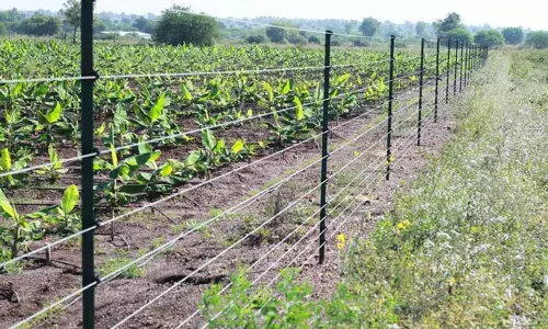 കാട്ടുപന്നിക്ക് വച്ച കെണിയില്‍നിന്ന് ഷോക്കേറ്റ് സഹോദരങ്ങള്‍ക്ക് ദാരുണാന്ത്യം; വരവൂര്‍ സ്വദേശികള്‍ മരിച്ചത് പാടത്ത് മീന്‍പിടിക്കാന്‍ പോകവേ