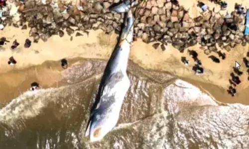 ആലപ്പുഴയിൽ തീരത്തടിഞ്ഞ 4000 കിലോ ഭാരമുള്ള തിമിംഗലത്തെ ദഹിപ്പിക്കാൻ ചെലവായത് നാല് ലക്ഷം രൂപ; ഒരുഭാഗം അർത്തുങ്കൽ ഹാർബറിൽ കുഴിച്ചിട്ടു