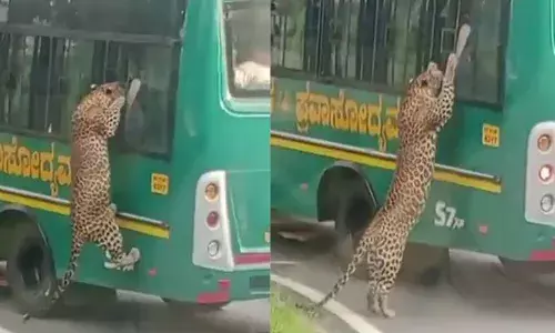 തുറന്ന് കിടന്ന ജനലിലൂടെ ബസിന് അകത്തേക്ക് കയറാന്‍ ശ്രമിച്ച് പുള്ളിപ്പുലി; ബഹളം വെച്ച് ടൂറിസ്റ്റുകള്‍