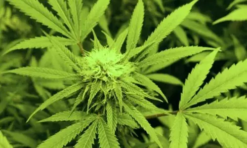 പലചരക്കുകടയില് കഞ്ചാവുകലര്ന്ന മിഠായി; ഝാര്ഖണ്ഡ് സ്വദേശി അറസ്റ്റില് പലചരക്കുകടയില് കഞ്ചാവുകലര്ന്ന മിഠായി; ഝാര്ഖണ്ഡ് സ്വദേശി അറസ്റ്റില്