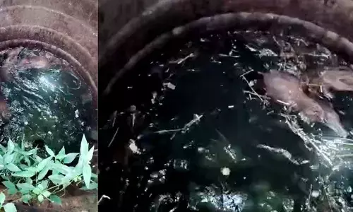 പാലക്കാട് എലപ്പുള്ളിയില് കാട്ടുപന്നികള് കൂട്ടത്തോടെ കിണറ്റില് വീണു; വനം വകുപ്പ് അധികൃതരെത്തി കഴുത്തില് വടമിട്ട് കുരുക്കി വെടിവച്ച് കൊന്നു പാലക്കാട് എലപ്പുള്ളിയില് കാട്ടുപന്നികള് കൂട്ടത്തോടെ കിണറ്റില് വീണു; വനം വകുപ്പ് അധികൃതരെത്തി കഴുത്തില് വടമിട്ട് കുരുക്കി വെടിവച്ച് കൊന്നു