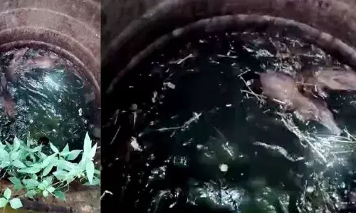 പാലക്കാട് കാട്ടുപന്നികൂട്ടം കിണറ്റിൽ വീണു; കയറിട്ട് കുരുക്കി വെടിവെച്ചുകൊന്നു പാലക്കാട് കാട്ടുപന്നികൂട്ടം കിണറ്റിൽ വീണു; കയറിട്ട് കുരുക്കി വെടിവെച്ചുകൊന്നു