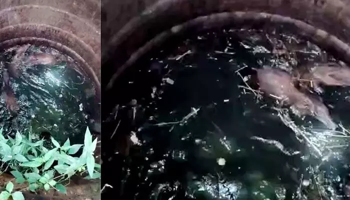 പാലക്കാട് എലപ്പുള്ളിയില്‍ കാട്ടുപന്നികള്‍ കൂട്ടത്തോടെ കിണറ്റില്‍ വീണു; വനം വകുപ്പ് അധികൃതരെത്തി കഴുത്തില്‍ വടമിട്ട് കുരുക്കി വെടിവച്ച് കൊന്നു