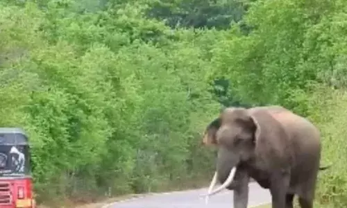 ആക്രമകാരികളായ ചെന്നായകൾ; ഒപ്പം പുള്ളിപ്പുലിയും കാട്ടാനയും; പിന്നാലെ സൈക്കിളിൽ പോയ യുവാവിനെ കാട്ടാന കുത്തിക്കൊന്നു; വ്യാപക പ്രതിഷേധം; വന്യമൃഗശല്യത്തിൽ പൊറുതിമുട്ടി ഉത്തർപ്രദേശിലെ ഒരു ഗ്രാമം...!