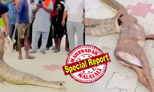 ഇത്തരം കാര്യങ്ങളിൽ മനുഷ്യൻ ഇടപെടാനുള്ള കാര്യം ഇല്ല; ഇത് പ്രകൃതിനിയമമാണ്; ചത്തതിനെ പുറത്തെടുത്തിട്ട് ഇനി എന്ത് ഗുണം; നീലക്കാളയെ വിഴുങ്ങിയ പെരുമ്പാമ്പിന് മുട്ടൻ പണി; പെരുമ്പാമ്പിന്റെ കെണിയിൽപ്പെട്ട് ചത്ത കാളയെ രക്ഷപ്പെടുത്താന്‍ ശ്രമവുമായി നാട്ടുകാർ; ദൃശ്യങ്ങൾ വൈറൽ; പിന്നാലെ രൂക്ഷ വിമർശനവുമായി സോഷ്യൽ ലോകം...!