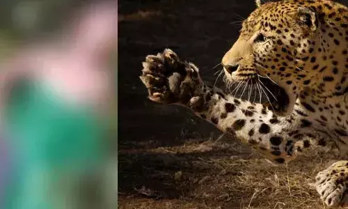 അമ്മയ്ക്കൊപ്പം നടന്നുവരികയായിരുന്നു ആറ് വയസുകാരിയെ പുലി കടിച്ചുകൊണ്ടുപോയി; തെരച്ചിലില്‍ മൃതദേഹം വനാതിര്‍ത്തിയില്‍ കണ്ടെത്തി; ദാരുണാന്ത്യം ജാര്‍ഖണ്ഡ് സ്വദേശികളുടെ മകള്‍ക്ക്