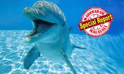 ലൈംഗിക നൈരാശ്യം ബാധിച്ചാല്‍ പിന്നെന്ത് ചെയ്യും? കടലില്‍ നീന്തിയവരെ ഡോള്‍ഫിന്‍ ആക്രമിച്ചത് ലൈംഗിക നൈരാശ്യത്താലെന്ന് റിപ്പോര്‍ട്ടുകള്‍; ശാന്തരായ ഡോള്‍ഫിനുകളുടെ സ്വഭാവം മാറുന്നതിന് പിന്നിലെ കഥ