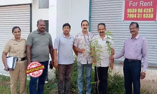 കരുനാഗപ്പള്ളിയില്‍ ദേശീയ പാതയ്ക്ക് സമീപം പാകമായ കഞ്ചാവ് ചെടികള്‍; പാത നിര്‍മ്മാണത്തിന് എത്തിയ ഇതര സംസ്ഥാന തൊഴിലാളികള്‍ നട്ടുവളര്‍ത്തിയതെന്ന് സംശയിച്ച് എക്‌സൈസ്; ചെടിയില്‍ നിന്ന് ഇല നുള്ളിയെടുത്തതായി കണ്ടെത്തി