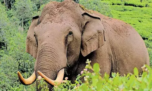 മൂന്നാറിനെ വിറപ്പിച്ച് വീണ്ടും ഒറ്റക്കൊമ്പനും പടയപ്പയും; കൃഷി നശിപ്പിച്ചും ജനങ്ങള്‍ക്ക് നേരെ പാഞ്ഞടുത്തും കാട്ടാനകളുടെ വിളയാട്ടം