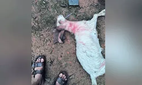 ക​ടു​വ ഇ​റ​ങ്ങിയതായി വ്യാജ പ്രചരണം; ക​ടു​വ​ക​ളു​ടെ ഫോ​ട്ടോ പ്ര​ച​രിപ്പിച്ചു​; പ്രദേശവാസികൾ ഭീതിയിൽ; കുറ്റക്കാർക്കെതിരെ കർശന നടപടിക്കൊരുങ്ങി വനം വകുപ്പ്