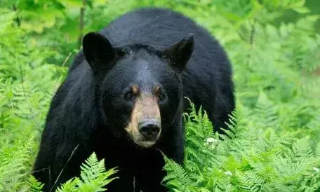 തിരുവനന്തപുരം വെള്ളറടയിൽ കരടി ഇറങ്ങിയതായി സംശയം; കണ്ടത് നാട്ടുകാർ; സിസിടിവി ദൃശ്യങ്ങൾ പുറത്ത്; ജാഗ്രതാനിർദേശവുമായി അധികൃതർ