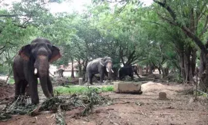 ഗുരുവായൂർ ആനക്കോട്ടയിൽ ആനയുടെ ആക്രമണം; പാപ്പാന് ഗുരുതര പരിക്ക്; ആശുപത്രിയിൽ പ്രവേശിപ്പിച്ചു