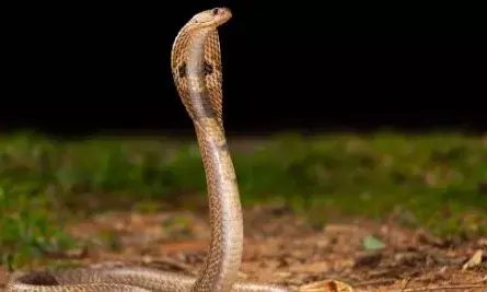 തൊടുപുഴയിൽ പാമ്പുകടിയേറ്റ് ചികിത്സയിലിരുന്ന വീട്ടമ്മ മരിച്ചു; അപകടം വീട്ടിൽ അടുക്കിവെച്ചിരുന്ന വിറക് മാറ്റുന്നതിനിടെ