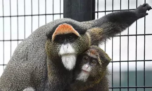 ഷൂവിൽ നിന്ന് മലിനമായ മണ്ണ് മൃഗങ്ങളുടെ കൂടുകളിലെത്തി; പിന്നാലെ മൃഗശാലയിൽ ബാക്ടീരിയ ബാധ; പത്ത് ദിവസത്തിനുള്ളിൽ മരിച്ചത് 12 കുരങ്ങന്മാർ; ജീവനക്കാർക്ക് മുന്നറിയിപ്പ്..!